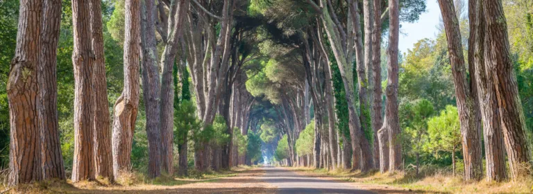Explore Migliarino San Rossore: Tuscany’s Nature Paradise